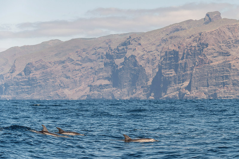 Avistamiento de ballenas cetáceas en Tenerife